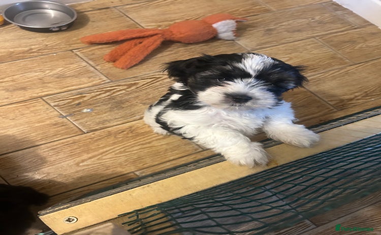 Shihpoo dogs - Advert 1