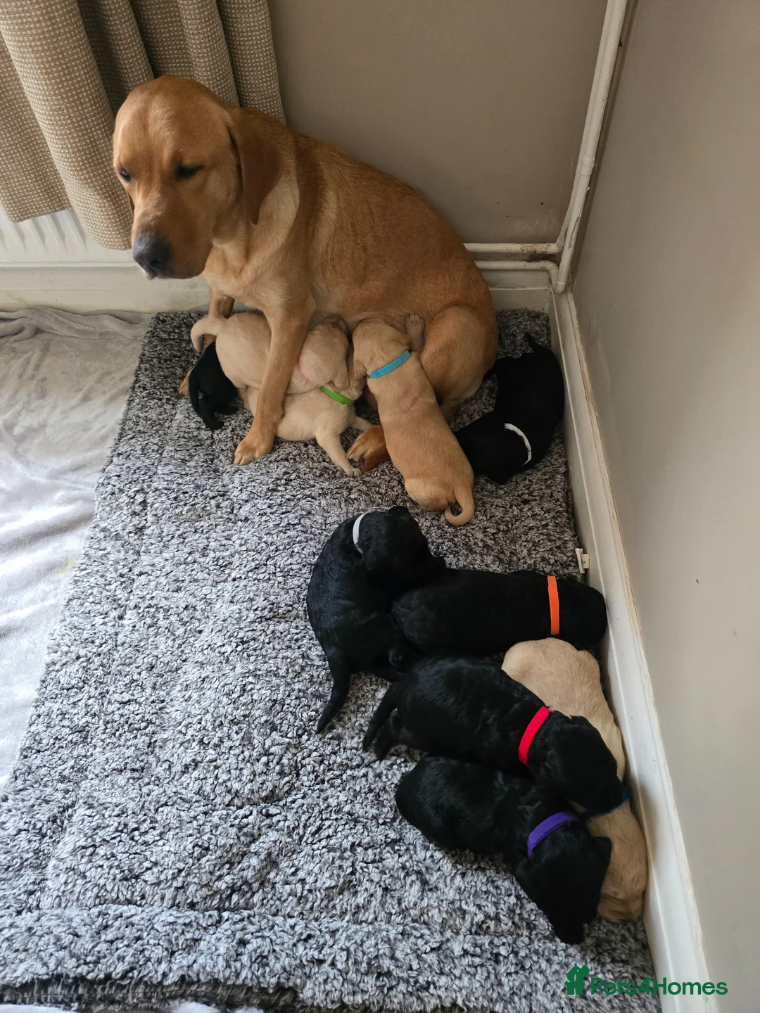 Labradoodle dogs for sale: Labradoodle puppies  - Advert 1