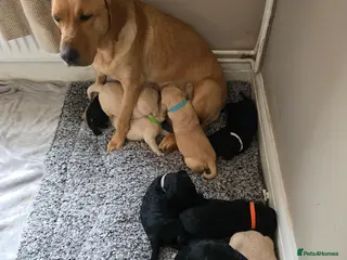 Labradoodle dogs Labradoodle puppies - Advert 2