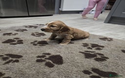 Cocker Spaniel dogs for sale: Show Cocker Spaniel  - Image 22