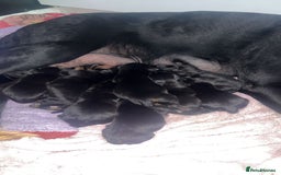 Mixed Breed dogs for sale: Corso weilers  - Image 3