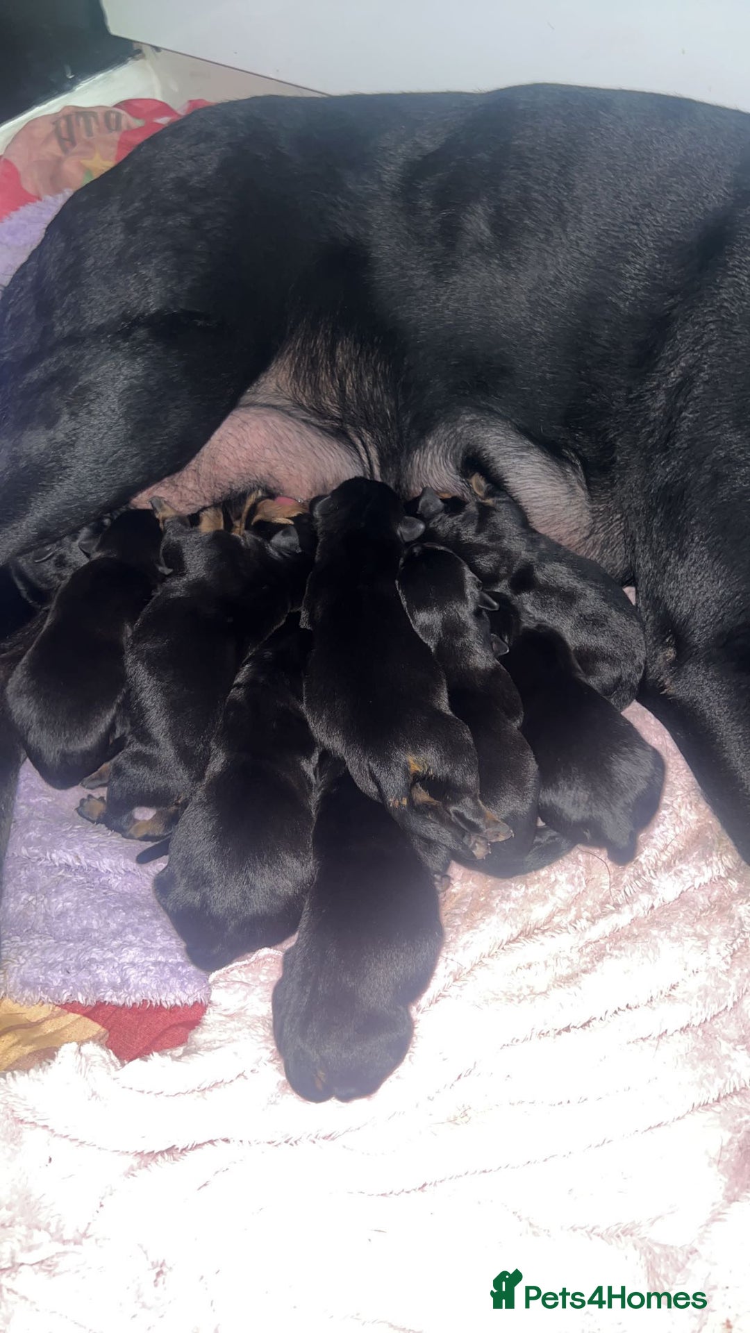 Mixed Breed dogs for sale: Corso weilers  - Image 3