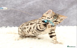 Bengal cats for sale: 🔥Stunning Bengal Kittens last little girl left 🔥 - Image 15