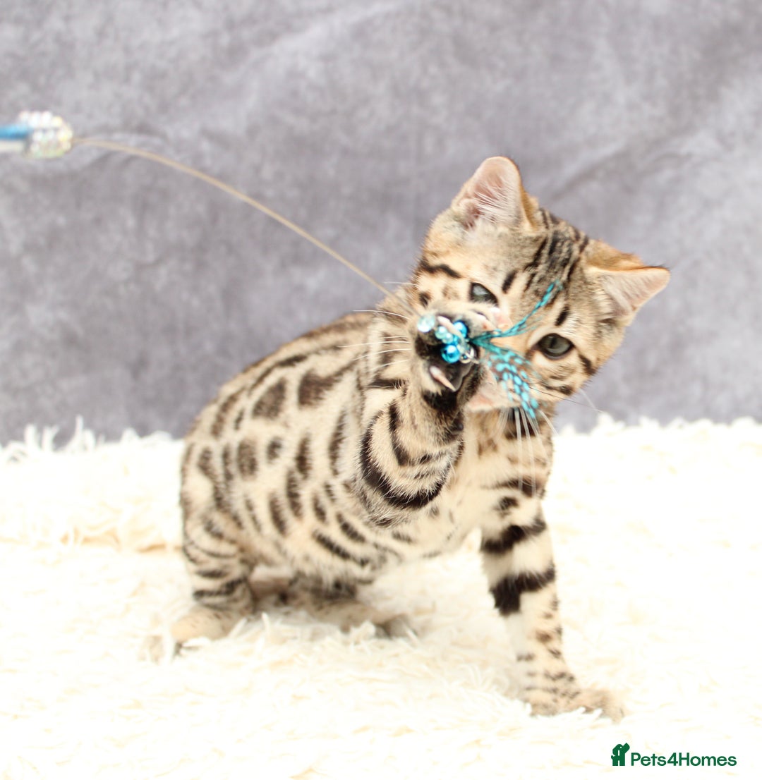 Bengal cats for sale: 🔥Stunning Bengal Kittens last little girl left 🔥 - Image 15