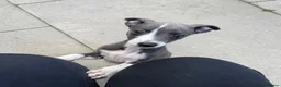 Whippet dogs for sale: Beautiful quality whippet  - Advert 6