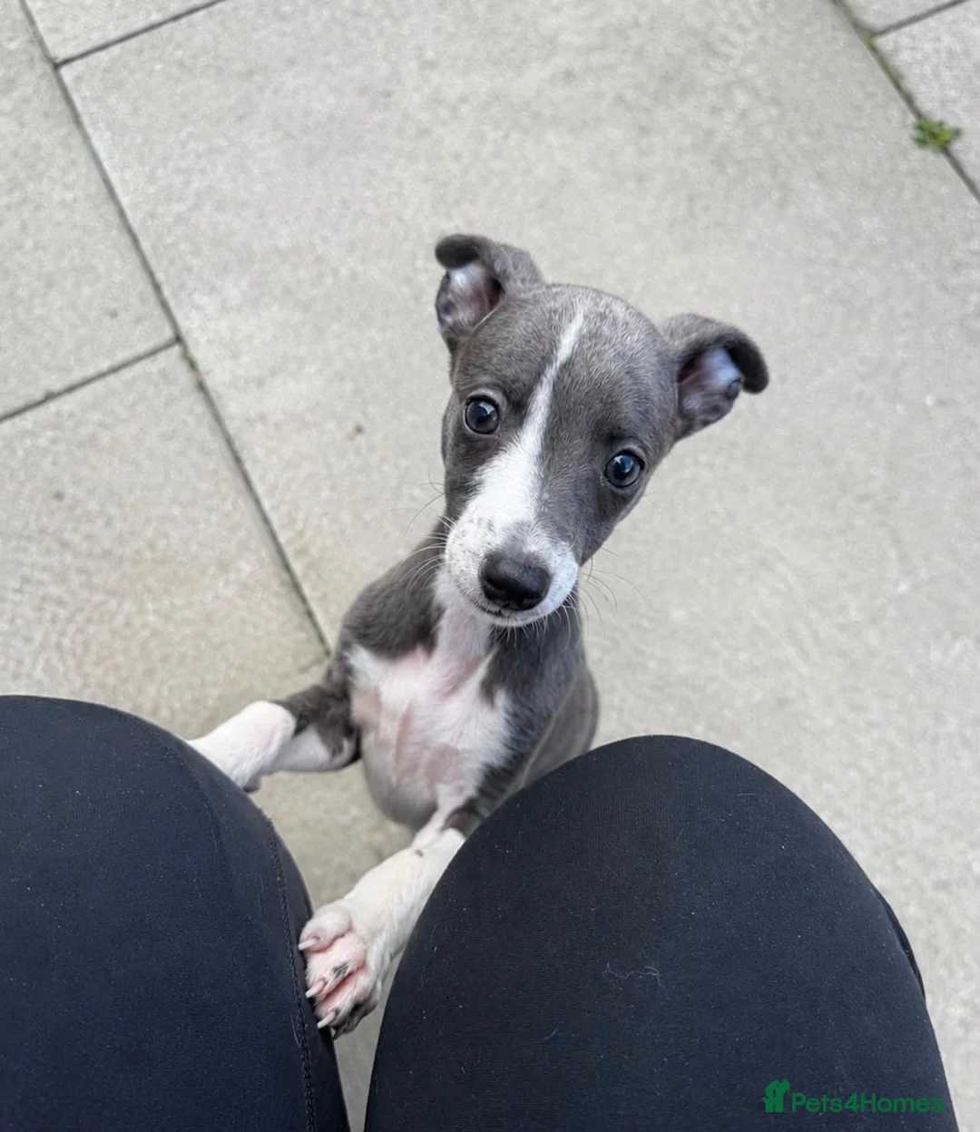 Whippet dogs for sale: Beautiful quality whippet  - Advert 6