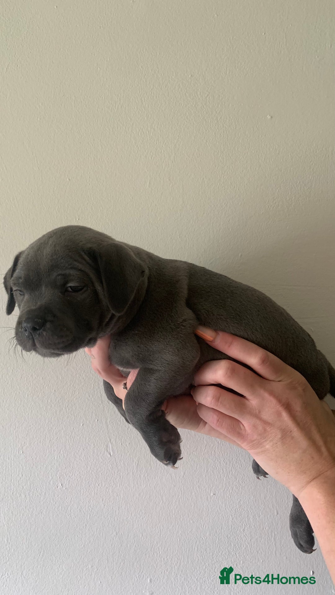 Staffordshire Bull Terrier dogs for sale: Blue Staffordshire bull terrier puppies  - Image 17