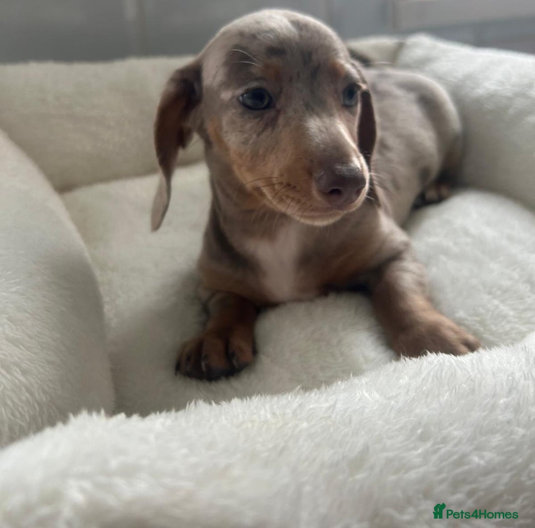Miniature Dachshund dogs for sale: Miniature dachshund  - Image 4