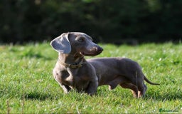 Miniature Dachshund dogs for stud: Mini Isabella & Tan dachshund for stud £150  - Image 1