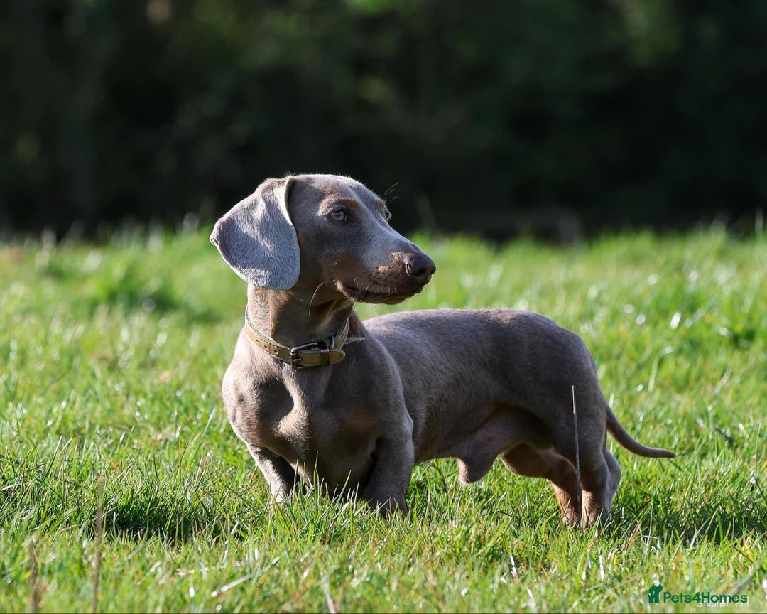 Miniature Dachshund dogs for stud: Mini Isabella & Tan dachshund for stud £150  - Image 1
