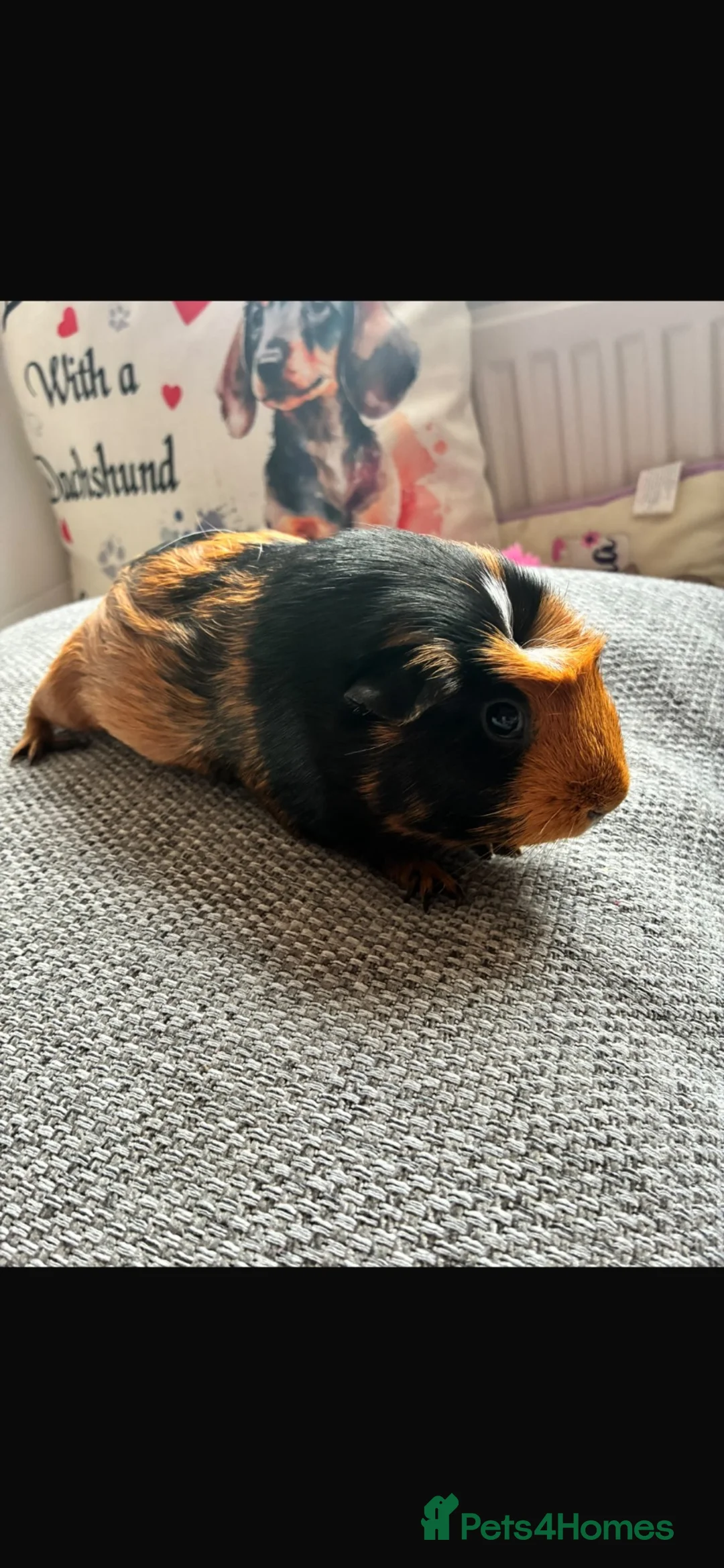 Guinea Pig rodents for sale: Three female Guinea Pigs For Sale £25 each - Advert 6