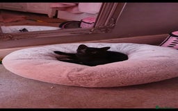 Domestic Shorthair cats for sale: Black kitten - Image 3