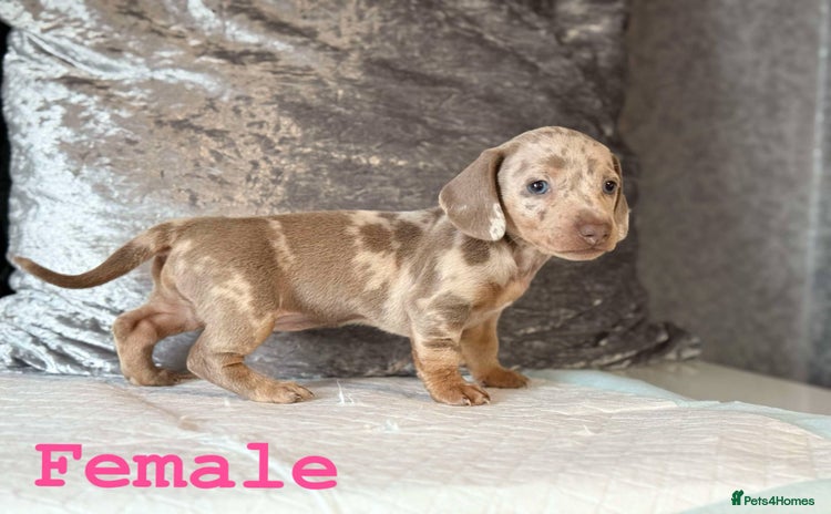 Miniature Dachshund dogs - Advert 15