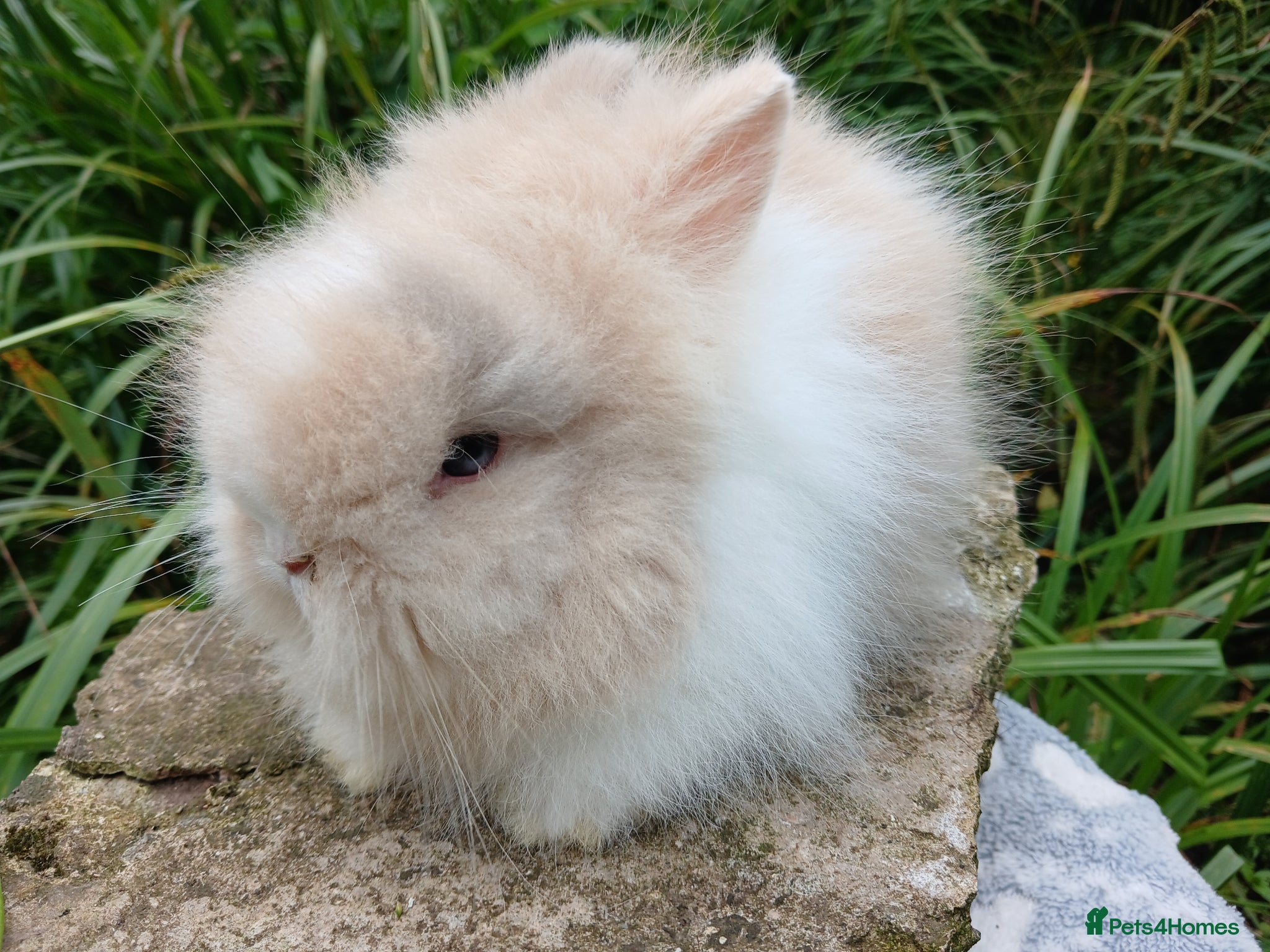 Lionhead rabbits for sale: Stunning DM Lionhead baby rabbits - Advert 8