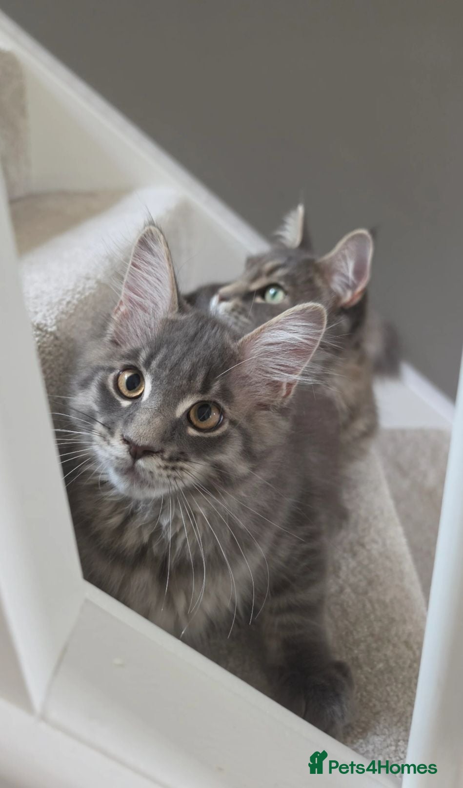 Maine Coon cats MAINE COON SILVER BLUE TABBY BOY KITTEN FOR SALE - Advert 1
