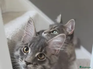 Maine Coon cats MAINE COON SILVER BLUE TABBY BOY KITTEN FOR SALE - Advert 1
