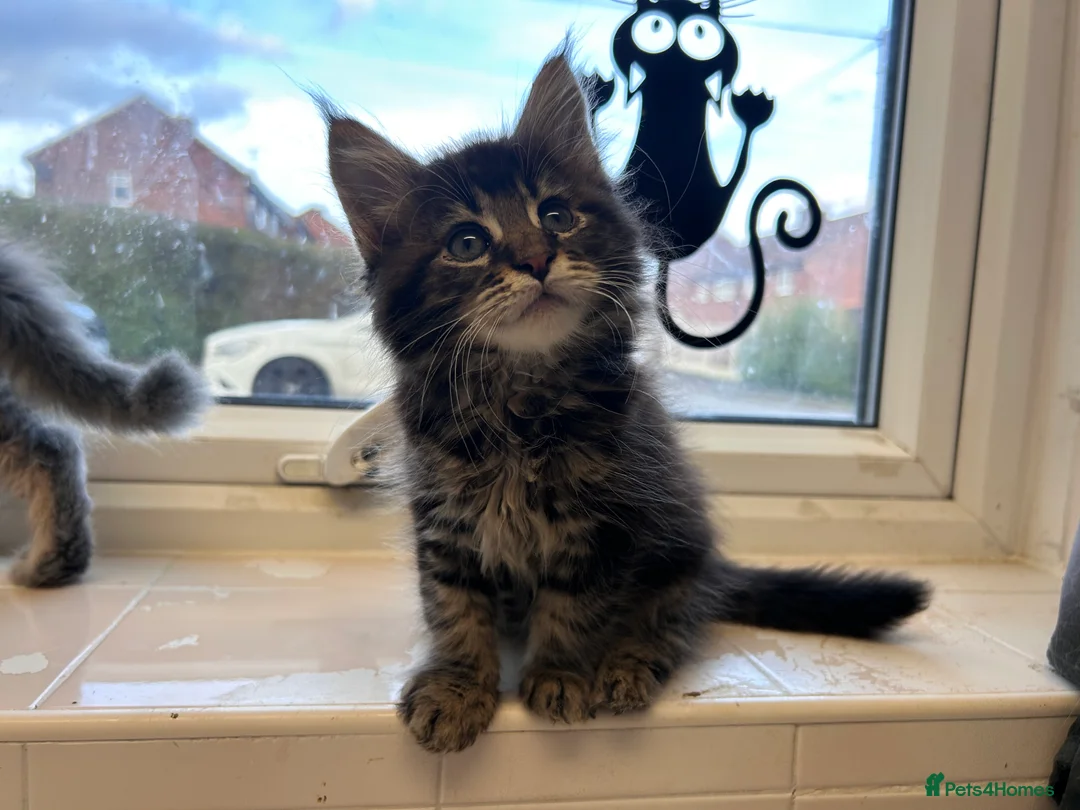 Maine Coon cats for sale: Maine coon boys - Advert 8