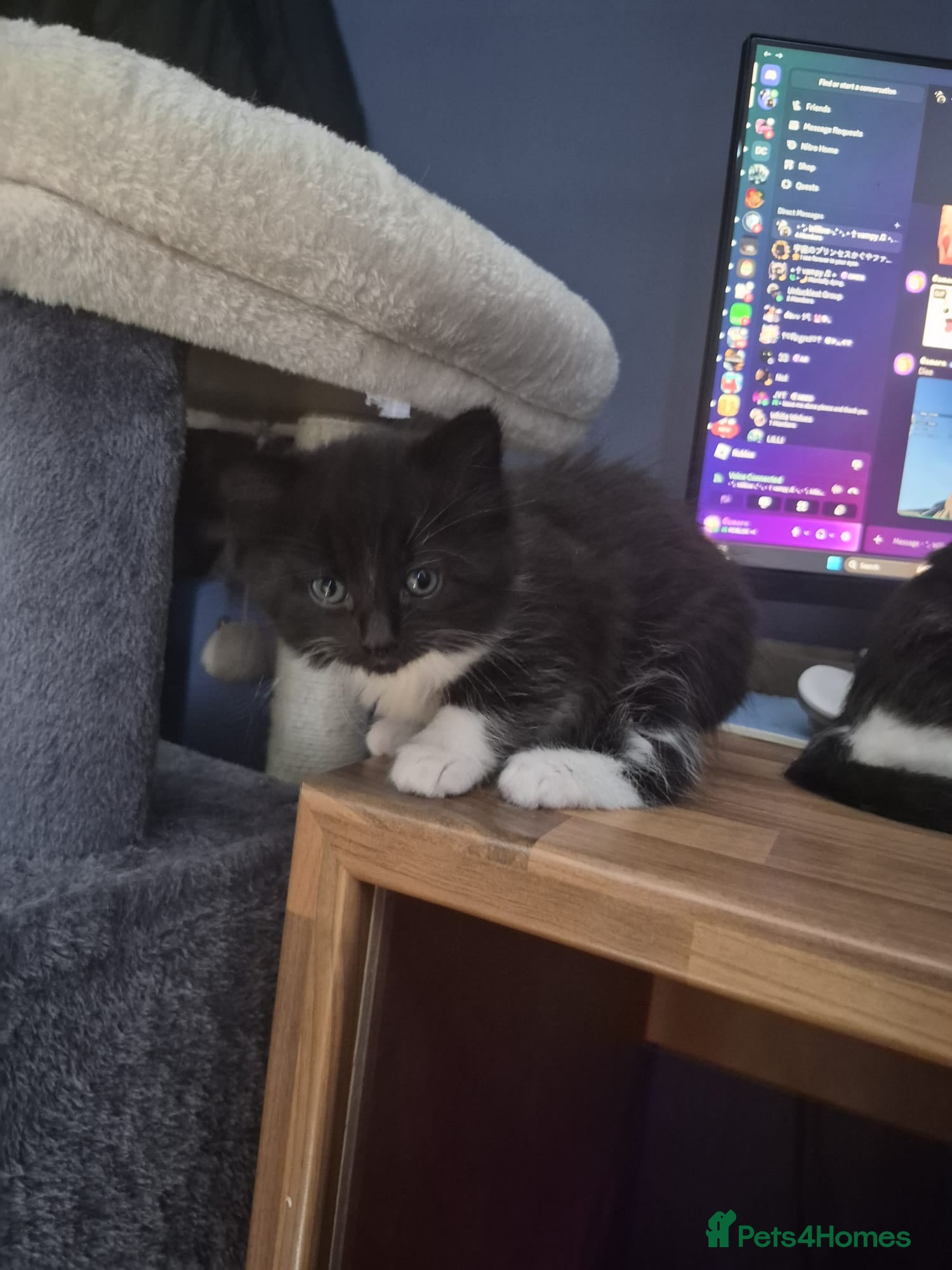 Mixed Breed cats for sale: 3 beautiful kittens - Advert 5