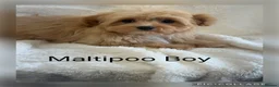 Maltipoo dogs for sale: Gorgeous Teddy Bear F1 Maltipoo READY NOW - Advert 1