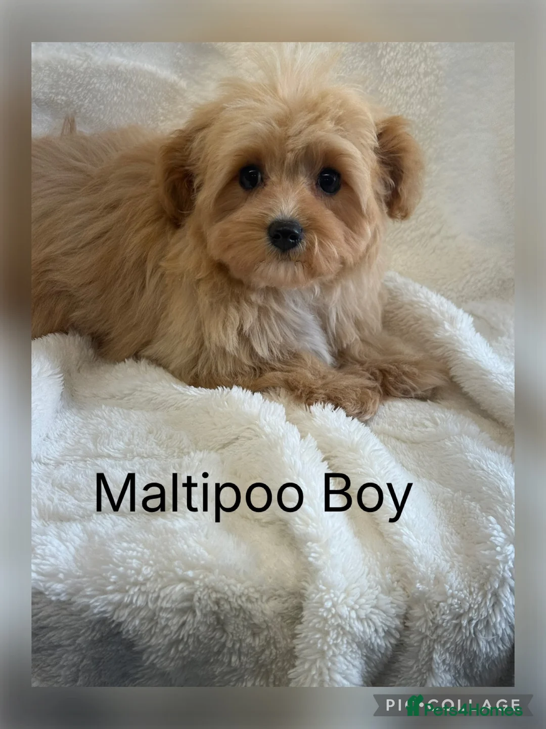 Maltipoo dogs for sale: Gorgeous Teddy Bear F1 Maltipoo READY NOW - Advert 1