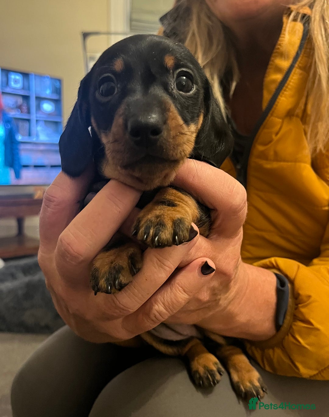 Miniature Dachshund dogs for sale: KC, PRA clear miniature smooth dachshund puppies - Advert 3