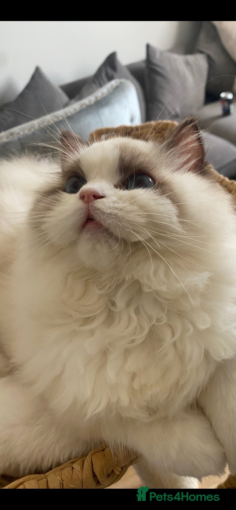 Ragdoll cats Beautiful Ragdoll kittens  - Advert 7