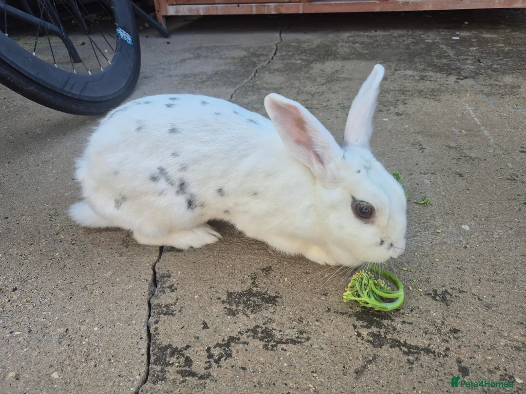 Mini Lop rabbits for sale: White Rabbit 3 years old  in Peterborough - Advert 2