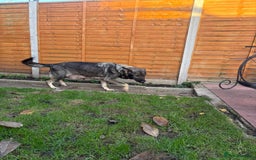 German Shepherd dogs for sale: 10 amazing german shepherd puppies - Advert 38