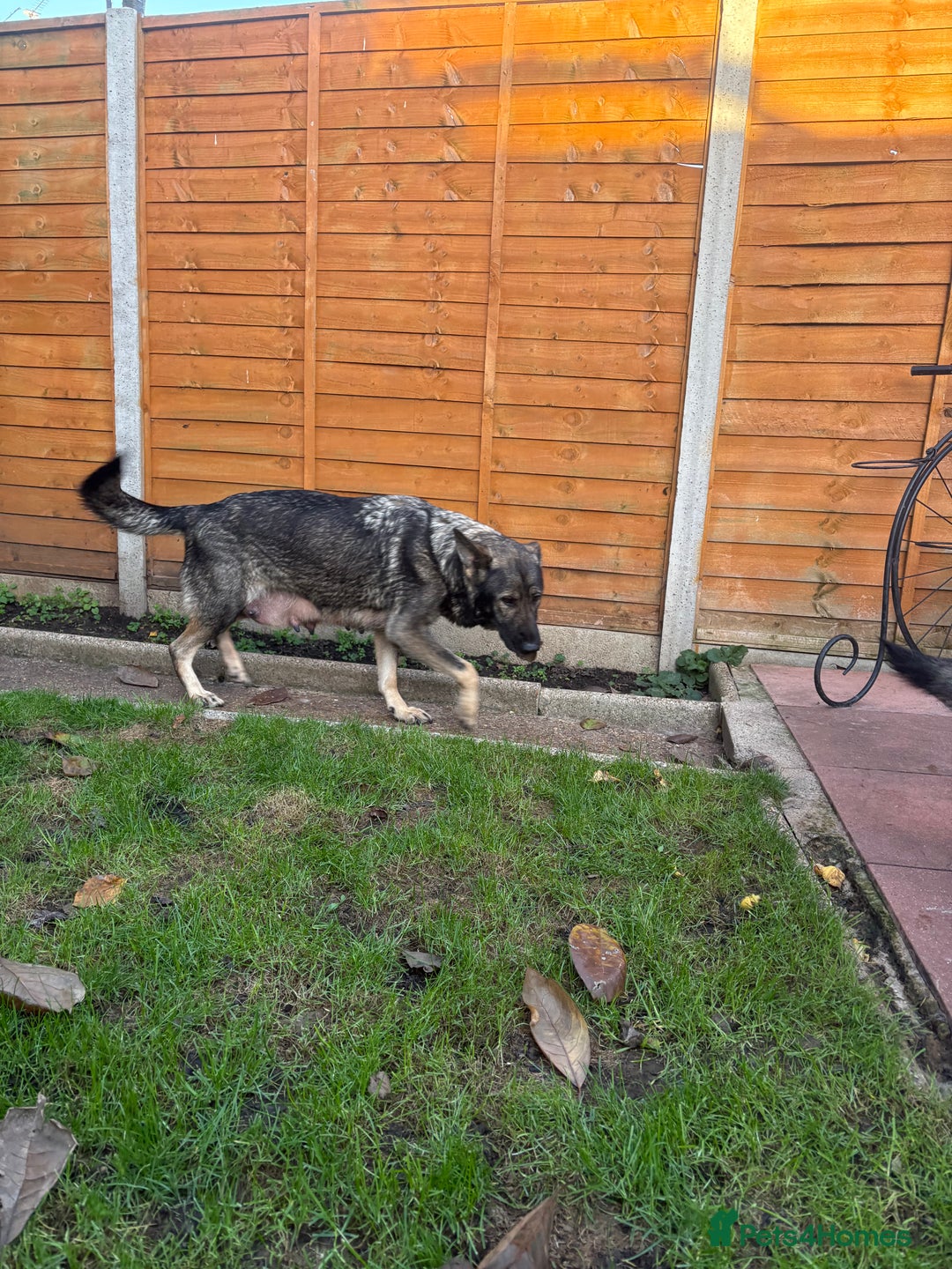 German Shepherd dogs for sale: 10 amazing german shepherd puppies - Advert 38