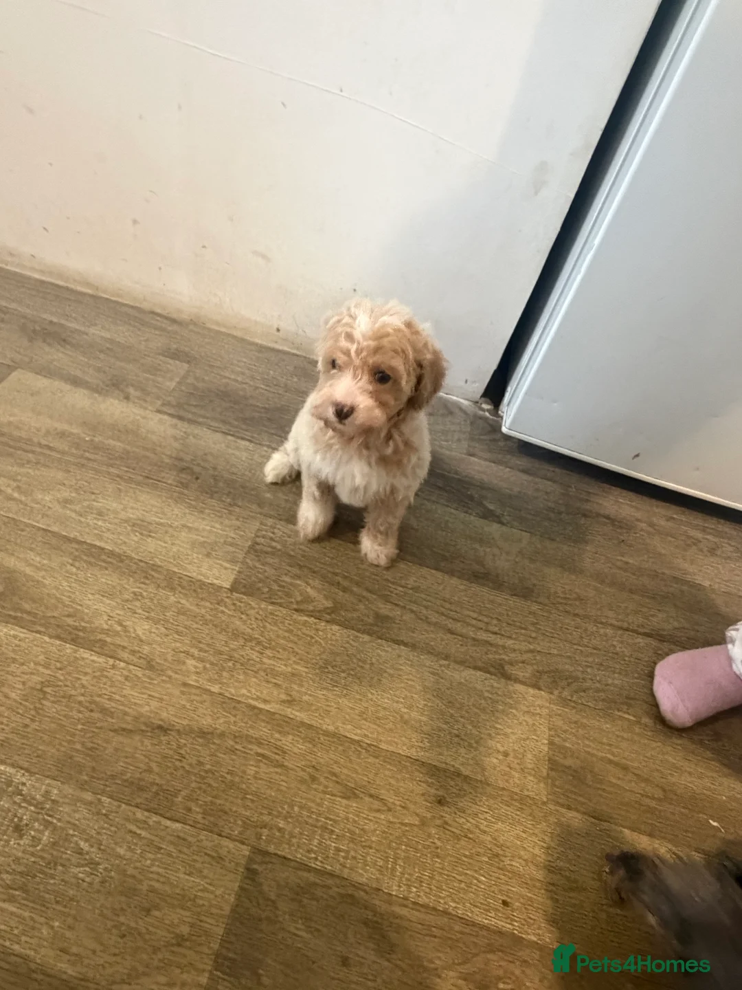 Maltipoo dogs for sale: 4 beautiful Maltipoo  - Advert 6