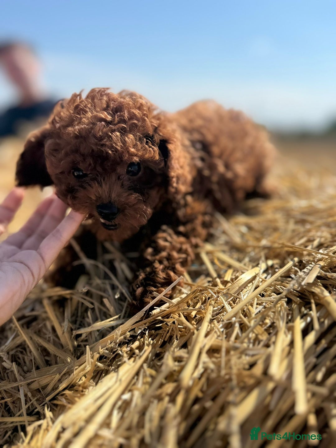 Toy Poodle dogs for sale: Toy Poodle Puppies–Asian Lines–Tiny Size - Image 22