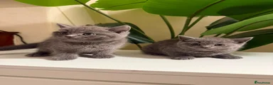 British Shorthair 2
