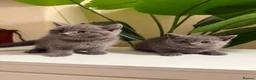 British Shorthair cats for sale: Gorgeous British short hair  in London - Advert 6