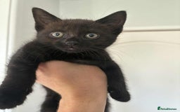 Bombay cats for sale: Two Bombay mix kittens - Image 7