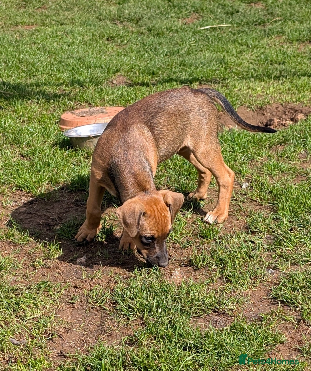 Mixed Breed dogs for sale: Huntaway x Lurcher puppies  - Image 6