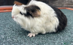 Guinea Pig rodents for sale: Beautiful Baby Guinea pigs to reserve  - Image 6