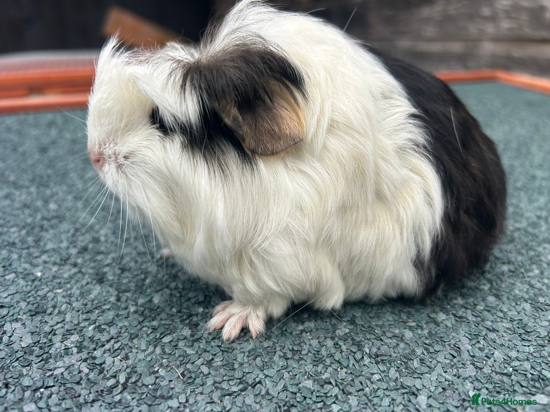 Guinea Pig rodents for sale: Beautiful Baby Guinea pigs to reserve  - Image 6