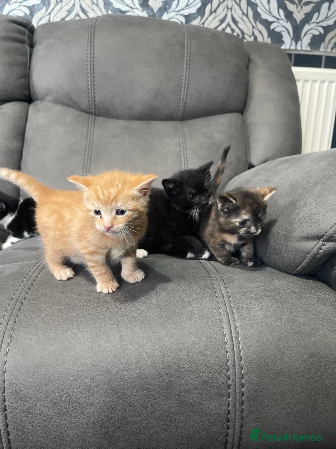 Mixed Breed cats for sale: 5 beautiful kittens for sale £200, £250 for ginger - Advert 2