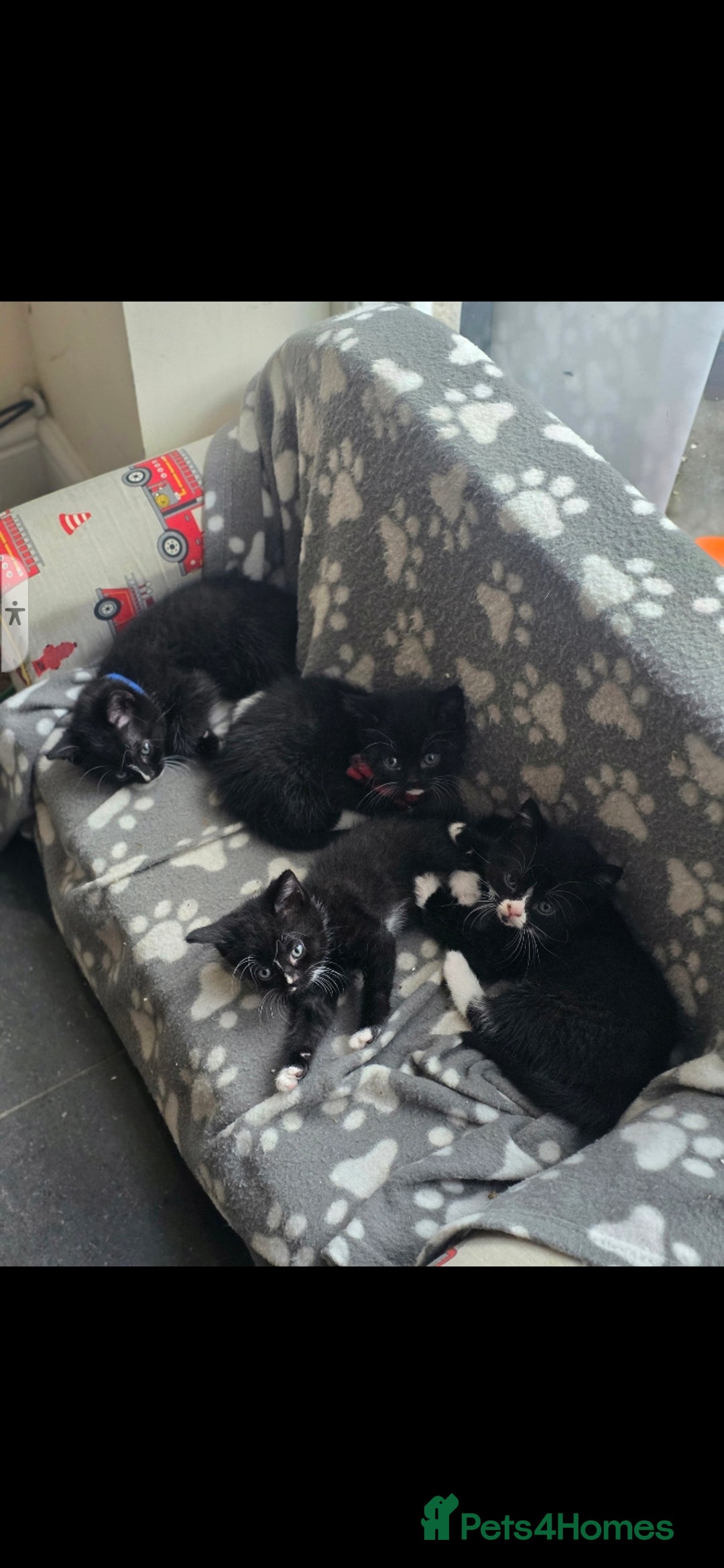 British Shorthair cats for sale: Lovely kittens  - Image 20