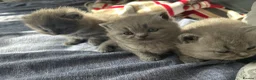 British Shorthair cats for sale: British short hairs  - Advert 4
