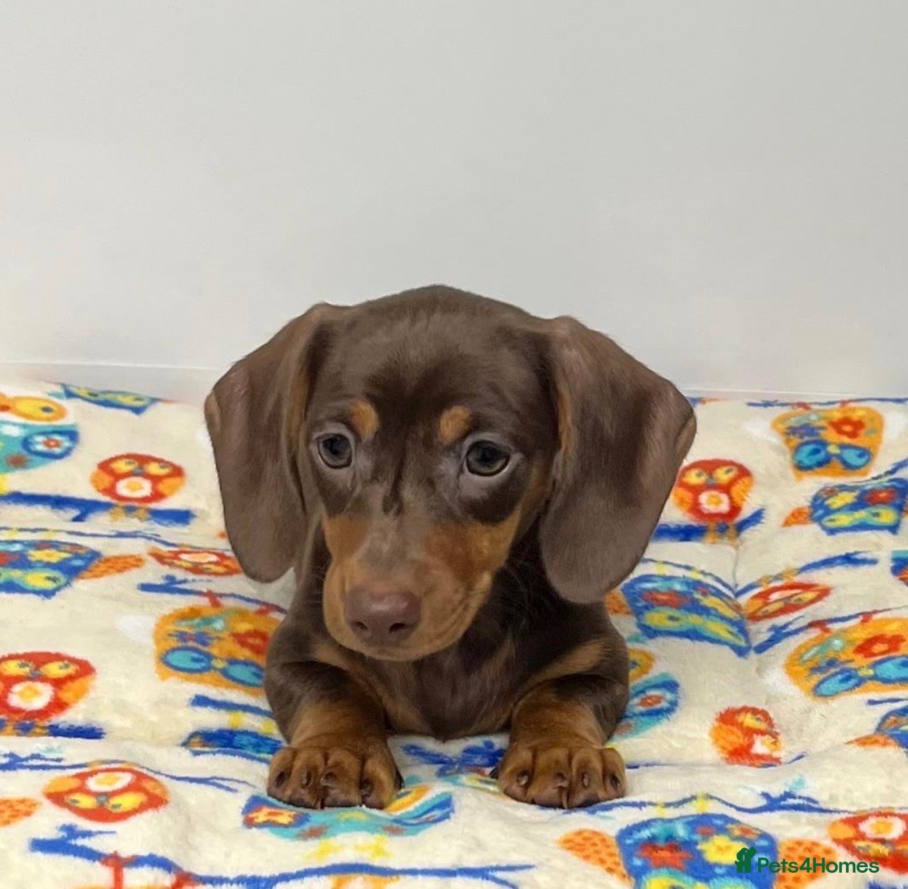 Miniature Dachshund dogs Dachshund puppy’s  - Advert 3