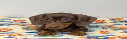 Miniature Dachshund dogs for sale: Dachshund puppy’s  - Advert 1