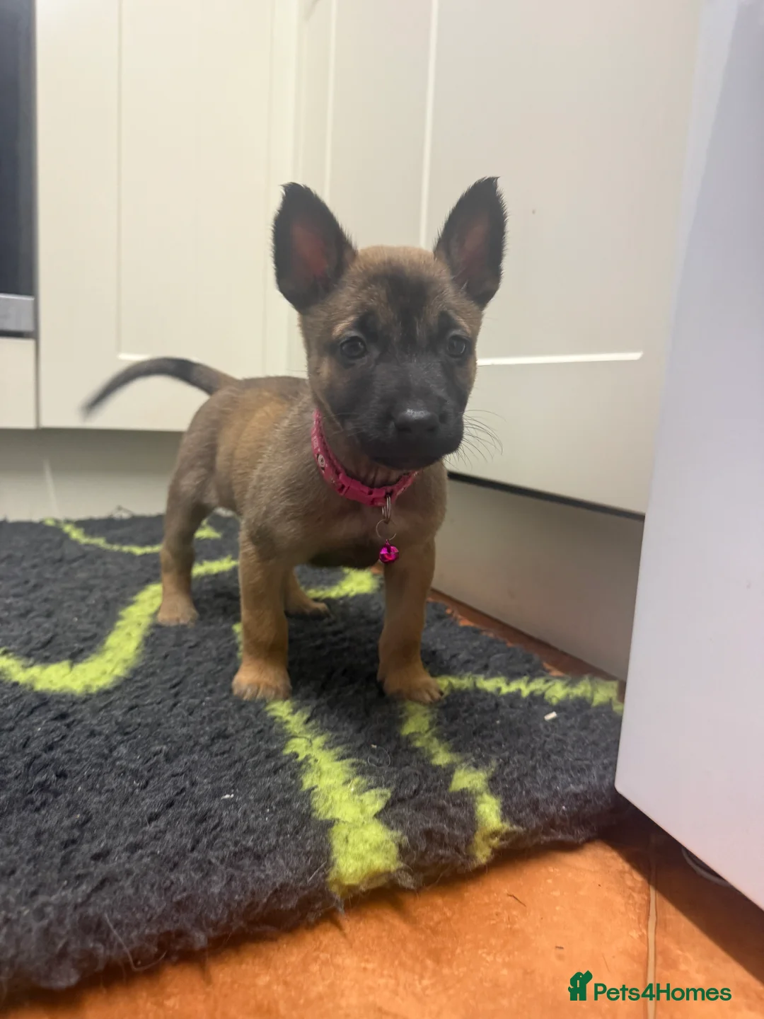 Belgian Shepherd Dog dogs for sale: KC Registered & Health Tested Belgian Malinois - Advert 31