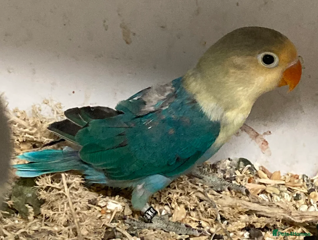 Lovebirds birds for sale: Love Birds - Advert 7