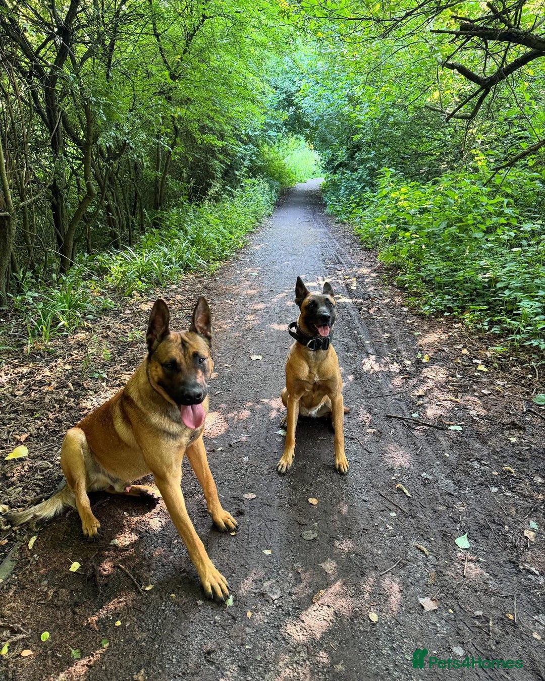 Belgian Shepherd Dog dogs for sale: Belgian Malinois Puppies  - Image 10