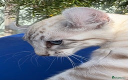 Keetso cats for sale: Breath taking polydactyl curled eared girl  - Image 15