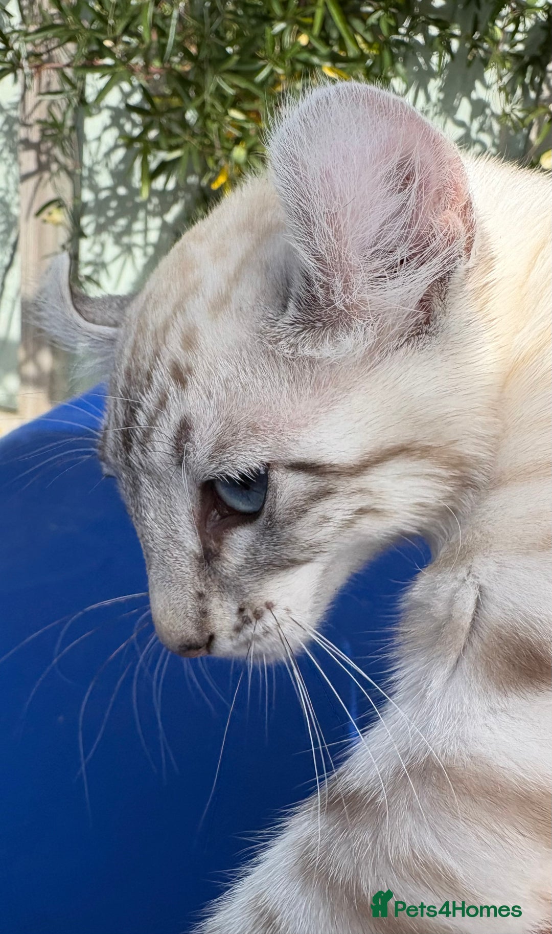 Keetso cats for sale: Breath taking polydactyl curled eared girl  - Image 15