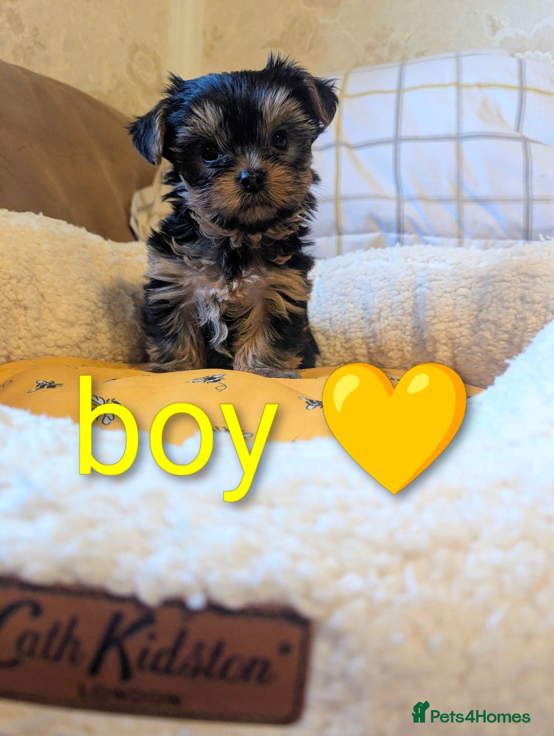 Yorkshire Terrier dogs for sale: Adorable Yorkshire terrier puppy available  - Advert 9