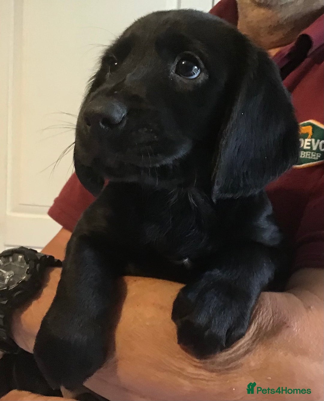 Cockerdor dogs for sale: Superb Quality Cockador Puppies, SHROPSHIRE  - Image 25