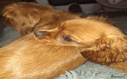 Cavalier King Charles Spaniel dogs for sale: Ruby red cavalier girl - Image 3